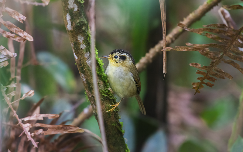 Black-crowned Fulvetta (Schoeniparus klossi) at Da Lat Plateau, Southern Vietnam. Photo by: Phuc Le - Vietnam Birdwatching Tours - Vietbirdtours.com